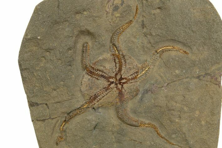 Very Detailed Ordovician Brittle Star (Ophiura) - Morocco #320949